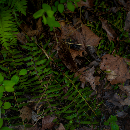 Listening to the Green World