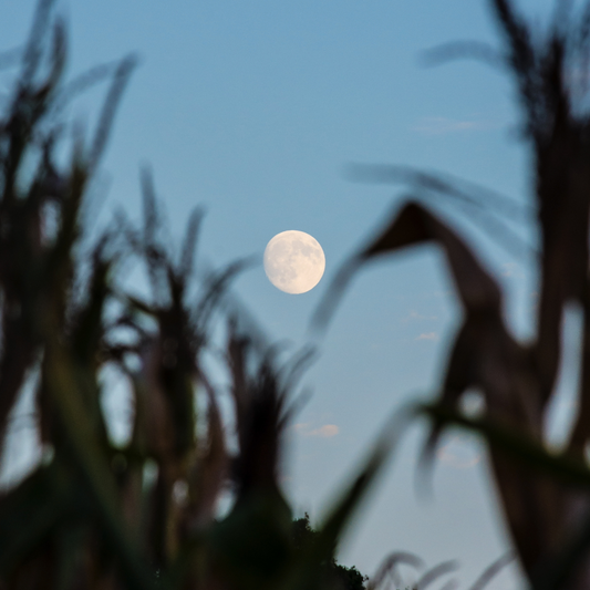 Full Moon in Pisces