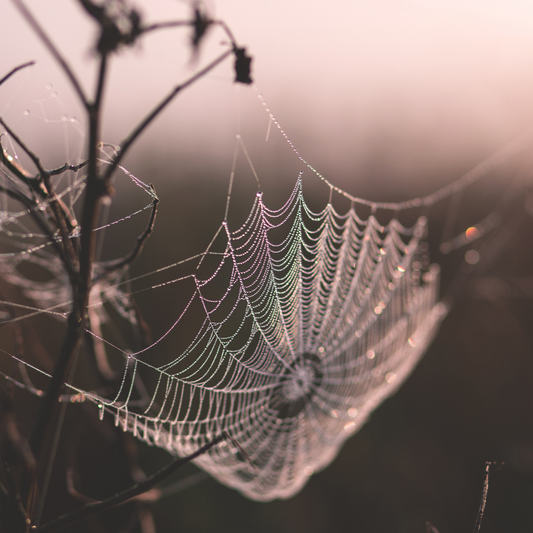 From Instinct to Intuition