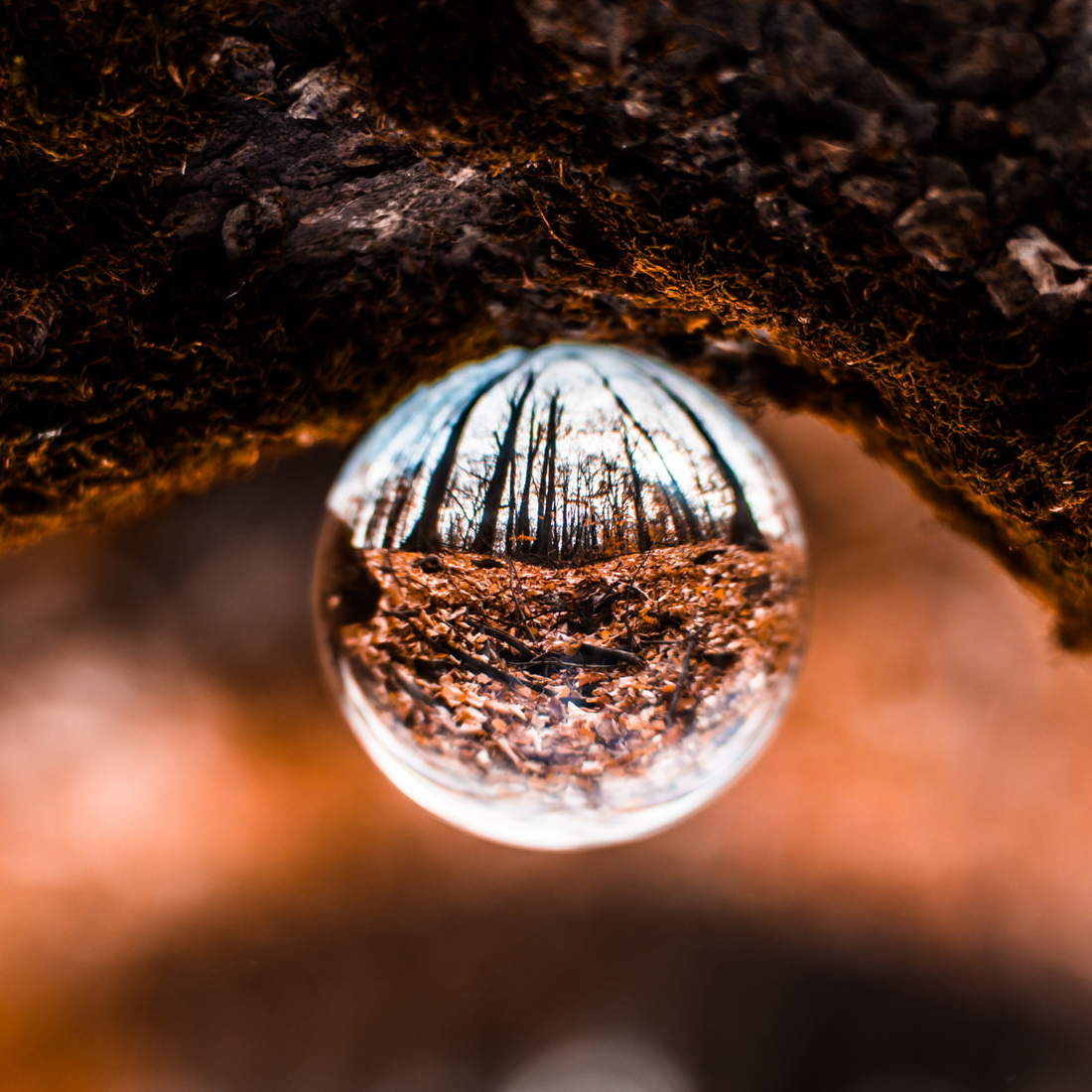 Through a Different Lens