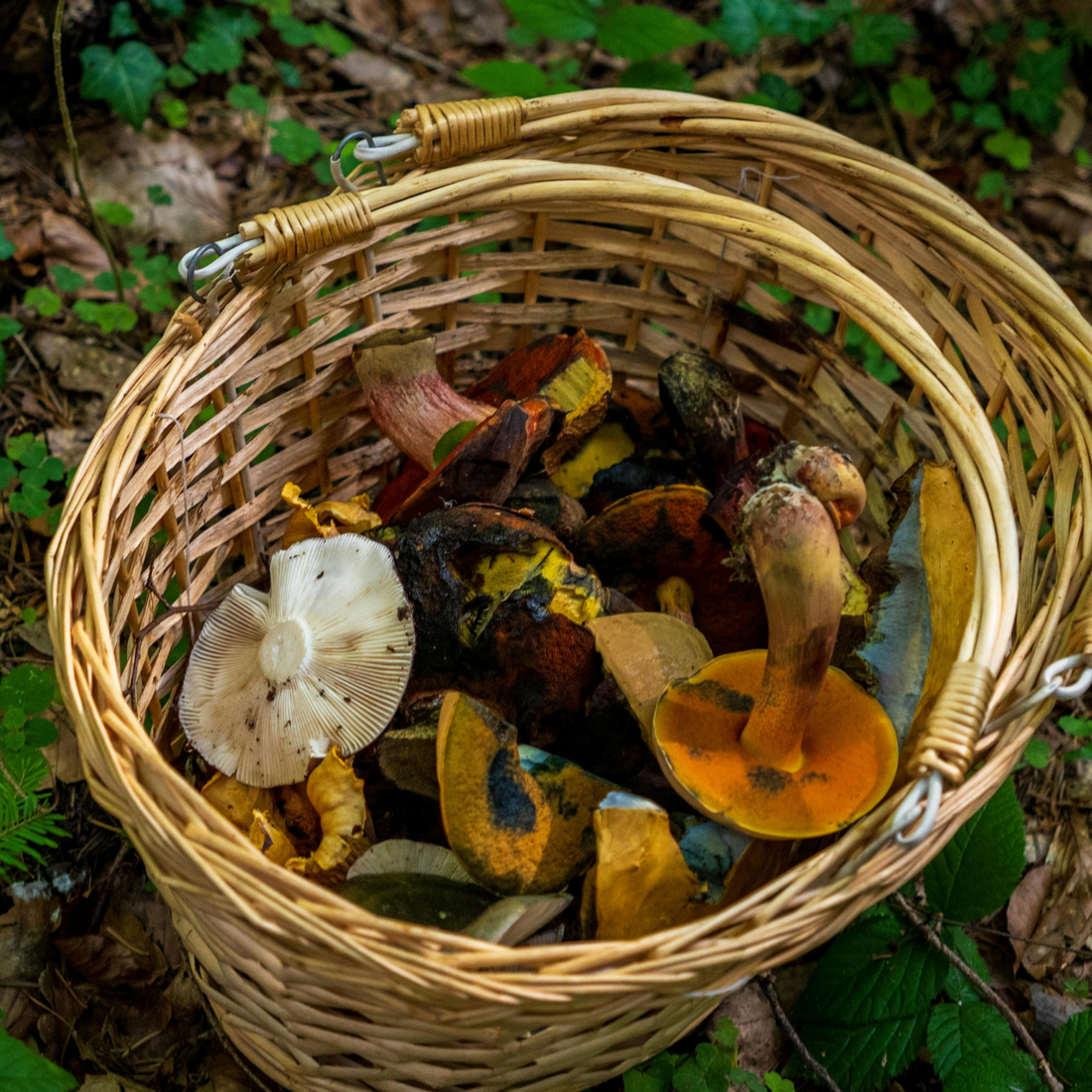 Late Summer Foraging