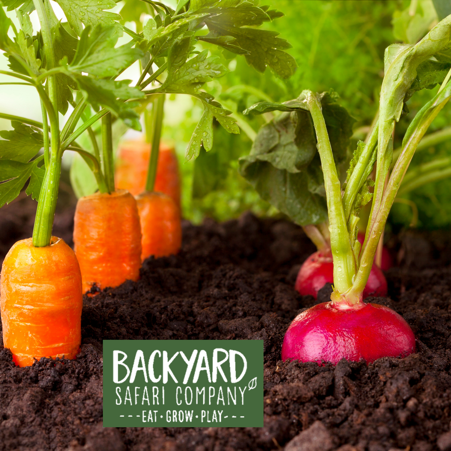 Backyard Safari Co.